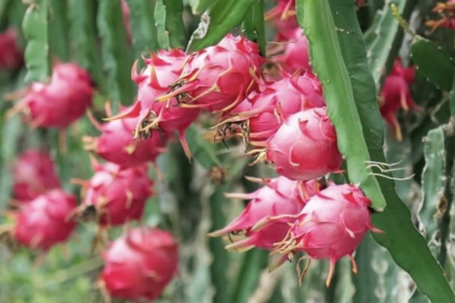 上半年东莞市场采购贸易申报出口货值同比增长超30%