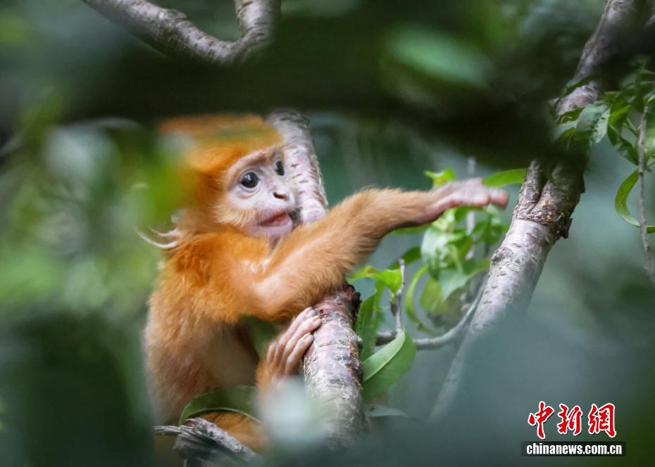 贵州六盘水：黑叶猴家族添新丁 幼猴萌态十足