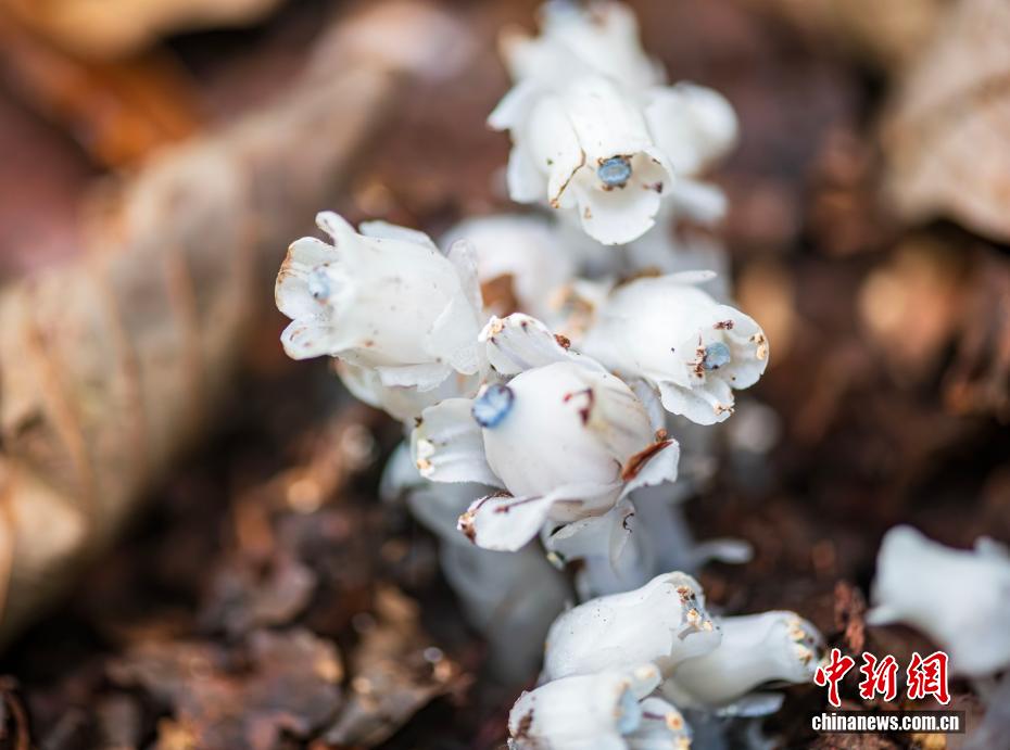 贵州六盘水再次发现珍稀植物水晶兰