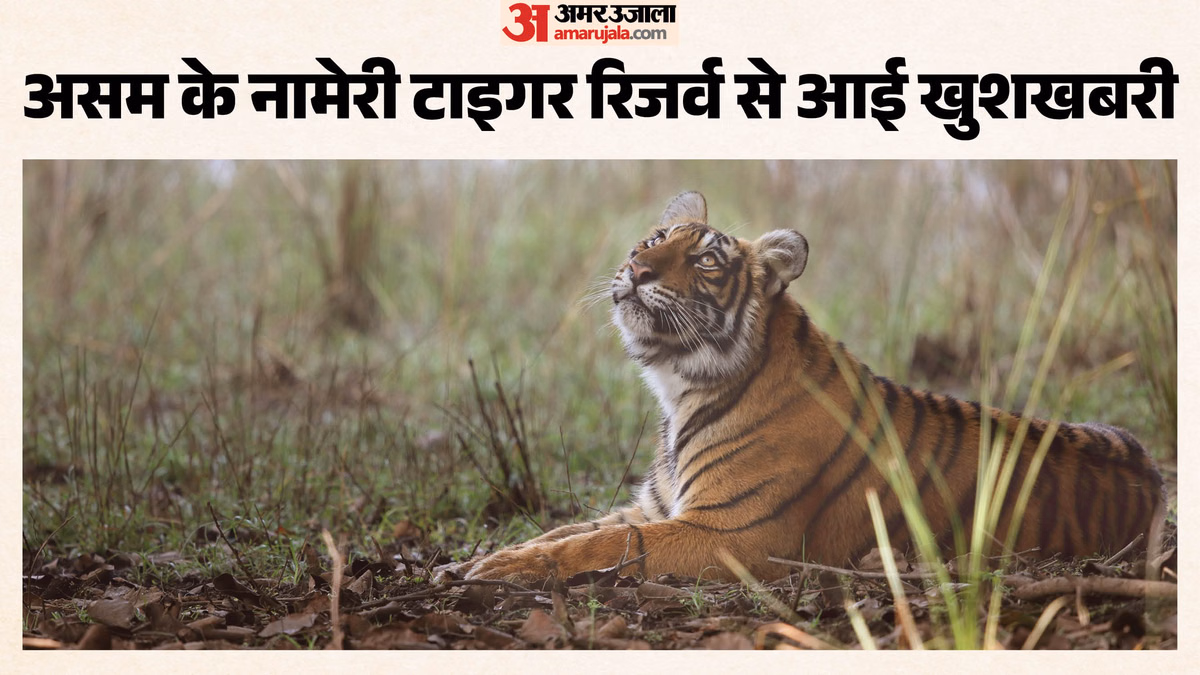 तीन साल में चार गुना बढ़े बाघ: आखिर असम के नामेरी टाइगर रिजर्व में कैसे हुआ यह चमत्कार? WII ने भी लगाई मुहर