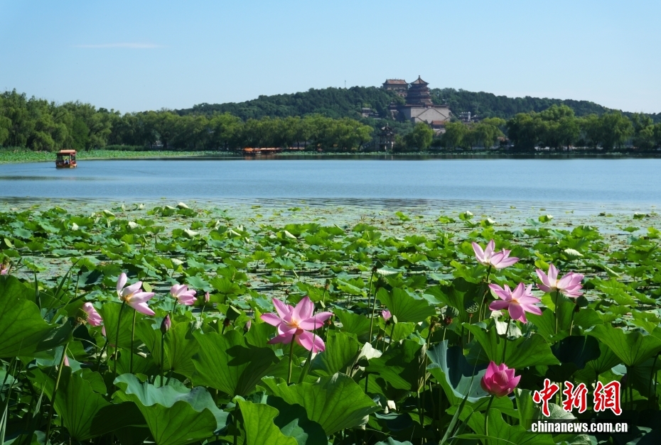 北京: 颐和园荷花进入盛花期 画舫泛舟引游客赏夏日湖景