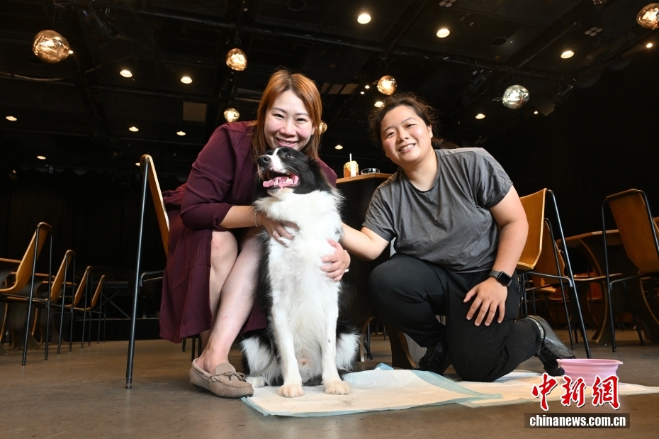 逾940家香港食肆允许顾客带犬入内 打造“它经济”新业态