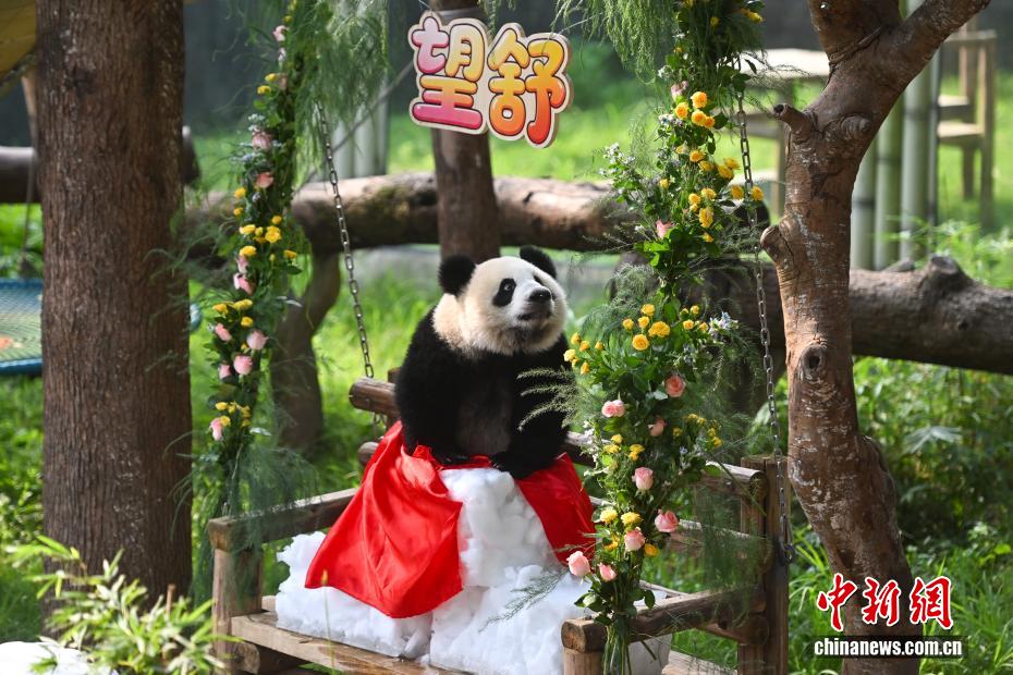 重庆大熊猫“良月”幼崽迎周岁生日 名字揭晓“望舒”