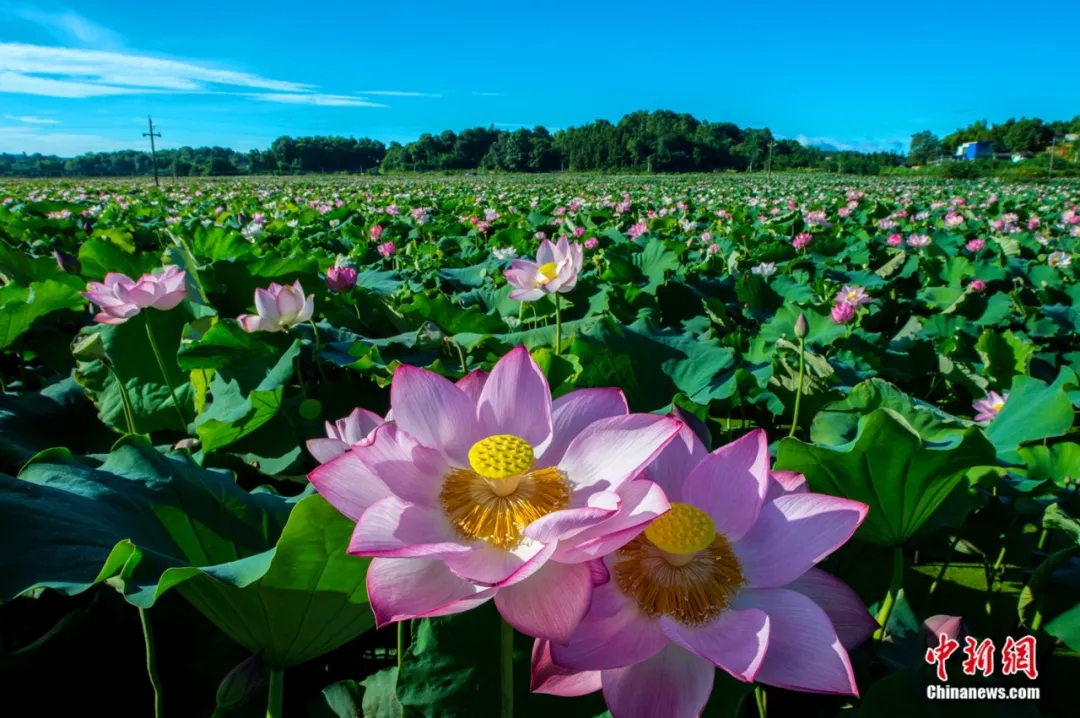 一席湘莲馔，竟藏着整个夏天的荷塘月色