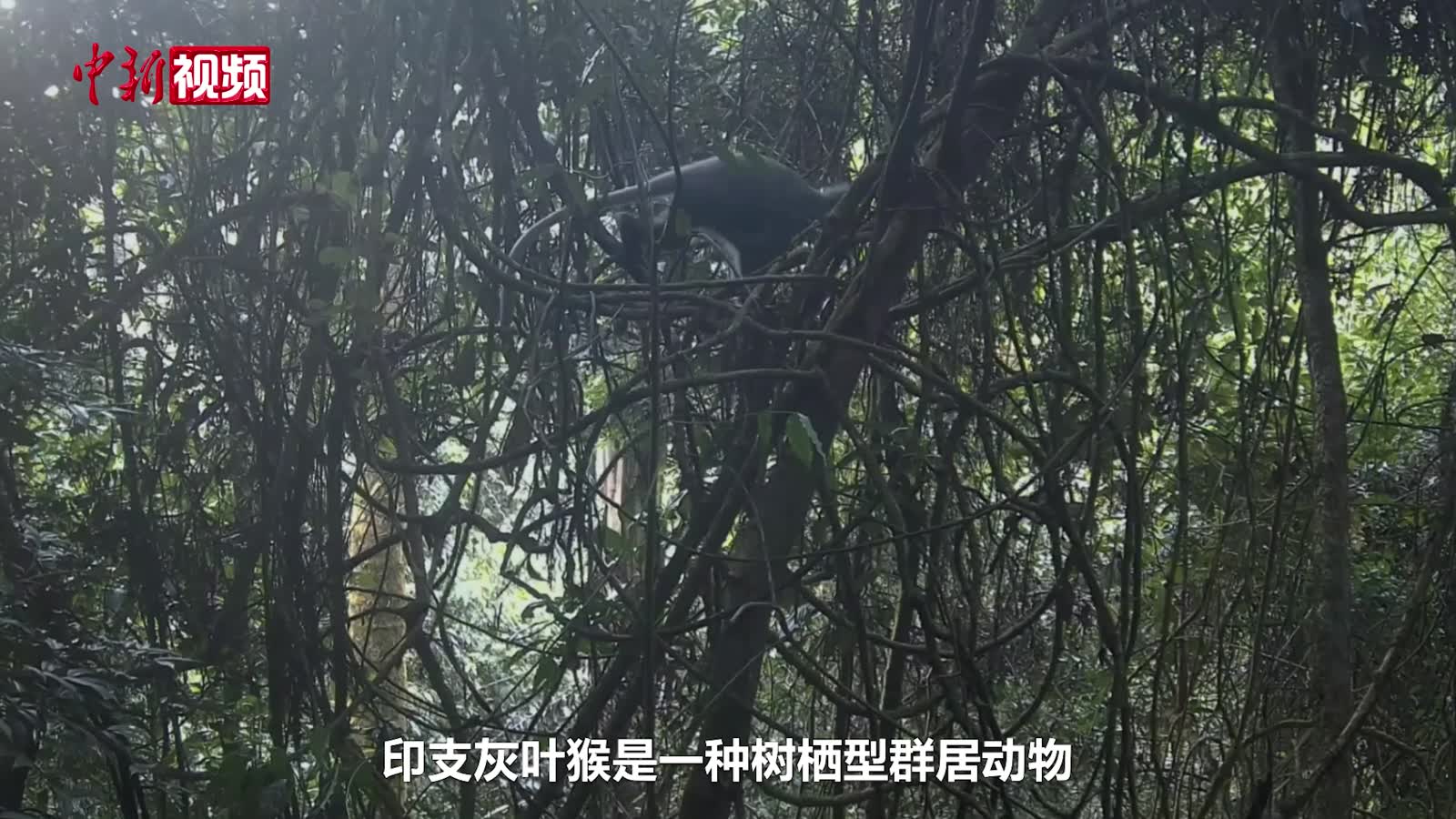 谢国民之孙谢宇宸：深感中文重要，让儿子三岁起学中文