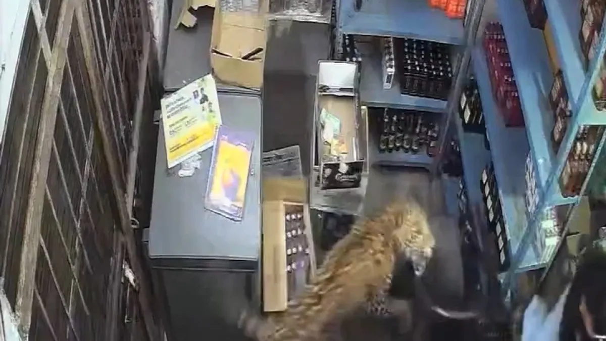 Leopard caught on camera storming into a store in Rajasthan, India