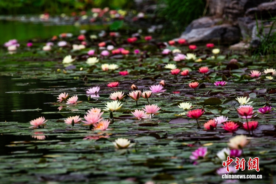 北京圆明园外的睡莲缤纷盛开 如莫奈花园