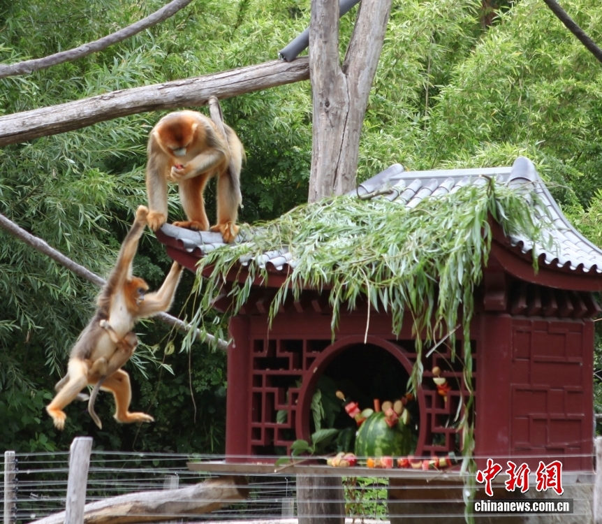 两只旅比川金丝猴幼崽满百天得名“喜乐”和“珍珍”