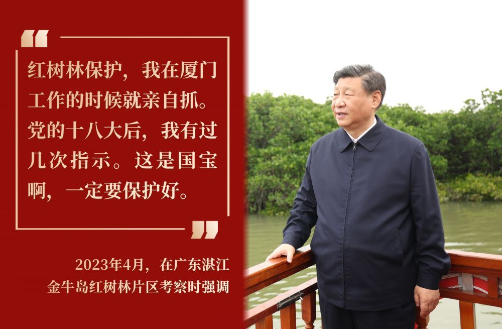 镜观·回响｜守护红树林 中国在行动