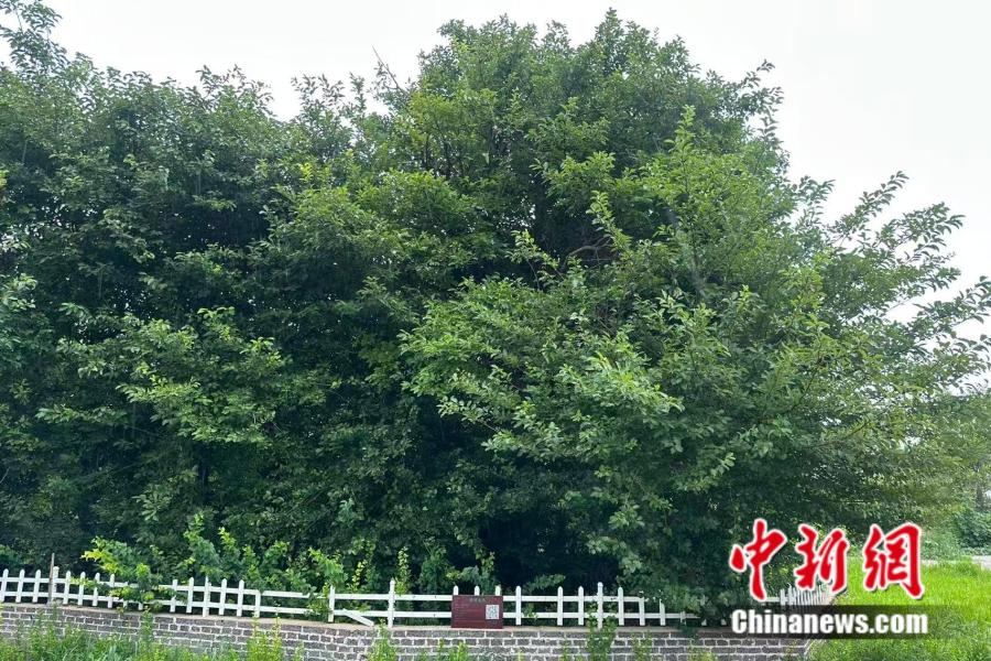 阅尽600年风霜的古柘，如何在公益检察中重焕青春？